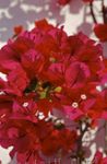 Paper Flower shrub (Bougainvillea) Photo; red