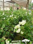 Paper Flower shrub (Bougainvillea) Photo; white