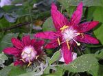 Passion flower liana (Passiflora) Photo; claret