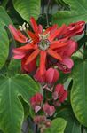 Passion flower liana (Passiflora) Photo; red