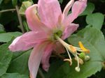 Passion flower liana (Passiflora) Photo; pink