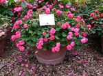 House Flowers Patience Plant, Balsam, Jewel Weed, Busy Lizzie  (Impatiens) Photo; pink