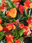 House Flowers Patience Plant, Balsam, Jewel Weed, Busy Lizzie  (Impatiens) Photo; orange