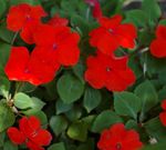House Flowers Patience Plant, Balsam, Jewel Weed, Busy Lizzie  (Impatiens) Photo; red