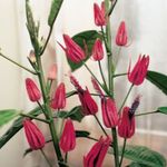 House Flowers Pavonia herbaceous plant  Photo; pink