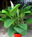 House Flowers Peace lily herbaceous plant (Spathiphyllum) Photo; white