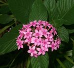Pentas, Star Flower, Star Cluster herbaceous plant (Pentas lanceolata) Photo; pink