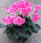House Flowers Persian Violet herbaceous plant (Cyclamen) Photo; pink