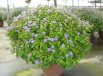House Flowers Persian Violet herbaceous plant (Exacum) Photo; light blue