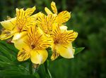 House Flowers Peruvian Lily herbaceous plant (Alstroemeria) Photo; yellow