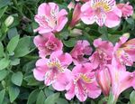 House Flowers Peruvian Lily herbaceous plant (Alstroemeria) Photo; pink