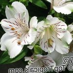 House Flowers Peruvian Lily herbaceous plant (Alstroemeria) Photo; white