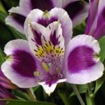 House Flowers Peruvian Lily herbaceous plant (Alstroemeria) Photo; lilac