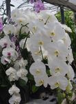 House Flowers Phalaenopsis herbaceous plant  Photo; white