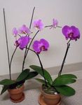 House Flowers Phalaenopsis herbaceous plant  Photo; lilac