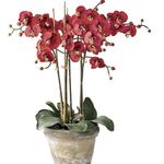 House Flowers Phalaenopsis herbaceous plant  Photo; red