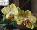 House Flowers Phalaenopsis herbaceous plant  Photo; yellow