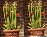 House Flowers Pitcher Plant  (Sarracenia) Photo; red