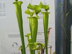 House Flowers Pitcher Plant  (Sarracenia) Photo; green