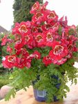 House Flowers Poor Mans Orchid herbaceous plant (Schizanthus) Photo; red