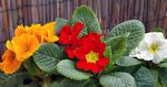 House Flowers Primula, Auricula herbaceous plant  Photo; red