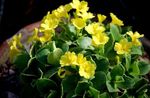 House Flowers Primula, Auricula herbaceous plant  Photo; yellow