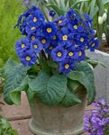 House Flowers Primula, Auricula herbaceous plant  Photo; dark blue