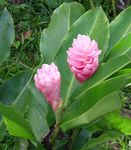 House Flowers Red Ginger, Shell Ginger, Indian Ginger herbaceous plant (Alpinia) Photo; pink