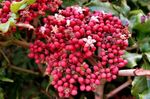 House Flowers Red Leea, West Indian Holly, Hawaiian Holly shrub  Photo; pink