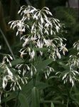 House Flowers Renga Lily, Rock-lily herbaceous plant (Arthropodium) Photo; white