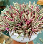 House Flowers Rhoeo Tradescantia herbaceous plant  Photo; claret