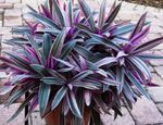 House Flowers Rhoeo Tradescantia herbaceous plant  Photo; purple