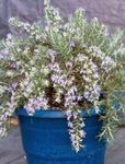 House Flowers Rosemary shrub (Rosmarinus) Photo; light blue