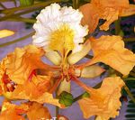 House Flowers Royal Poinciana, Flamboyant Tree  (Delonix regia) Photo; orange