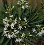 House Flowers Sea Daffodil, Sea Lily, Sand Lily herbaceous plant (Pancratium) Photo; white