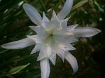 House Flowers Sea Daffodil, Sea Lily, Sand Lily herbaceous plant (Pancratium) Photo; white