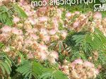 House Flowers Silk Tree  (Albizia julibrissin) Photo; pink
