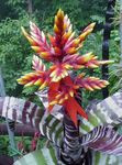 House Flowers Silver Vase, Urn Plant, Queen of the Bromeliads  (Aechmea) Photo; red