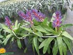 Silver Vase, Urn Plant, Queen of the Bromeliads Photo and characteristics