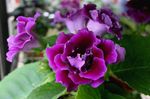 House Flowers Sinningia (Gloxinia) herbaceous plant  Photo; purple