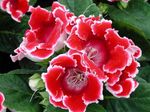House Flowers Sinningia (Gloxinia) herbaceous plant  Photo; red