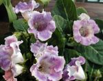 House Flowers Sinningia (Gloxinia) herbaceous plant  Photo; lilac