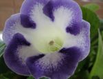 House Flowers Sinningia (Gloxinia) herbaceous plant  Photo; light blue