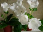 House Flowers Sinningia (Gloxinia) herbaceous plant  Photo; white