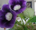 House Flowers Sinningia (Gloxinia) herbaceous plant  Photo; dark blue