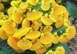 Slipper flower herbaceous plant (Calceolaria) Photo; yellow