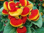 Slipper flower herbaceous plant (Calceolaria) Photo; red