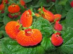 Slipper flower herbaceous plant (Calceolaria) Photo; orange