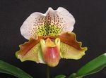 House Flowers Slipper Orchids herbaceous plant (Paphiopedilum) Photo; brown