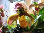 House Flowers Slipper Orchids herbaceous plant (Paphiopedilum) Photo; yellow